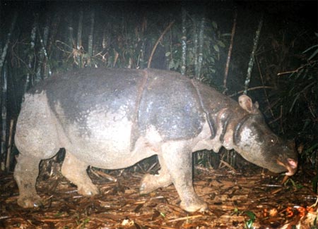 Tháng 5-1999, lần đầu tiên phát hiện được cá thể tê giác Java ở Cát Tiên qua bẫy ảnh