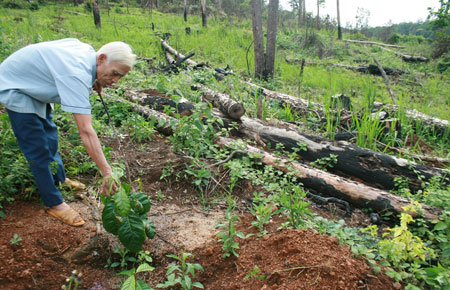 Một khoảnh rừng giao cho cộng đồng bị lấn chiếm để trồng cà phê