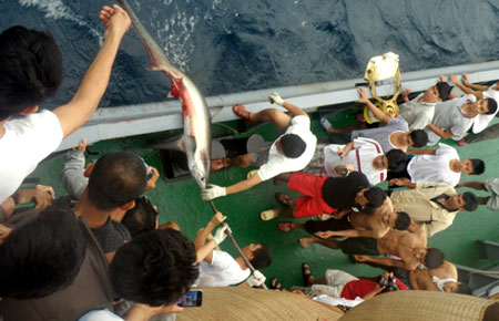 Con cá mập hơn 20 kg đang được kéo lên tàu