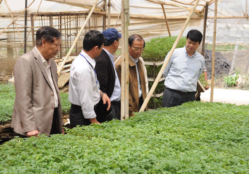 Thăm mô hình trồng rau trong nhà kính tại xã Quảng Lập