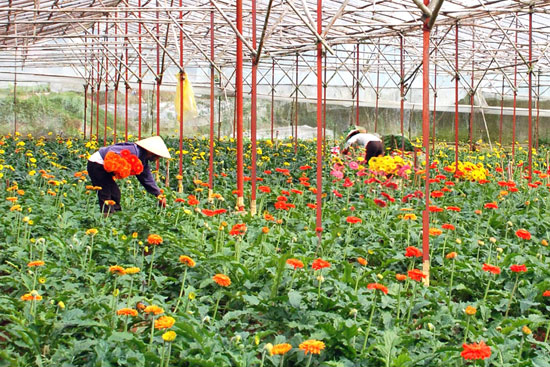 Áp dụng KHKT vào sản xuất rau, hoa theo hướng công nghệ cao, tăng sức cạnh tranh trên thị trường. Ảnh: N.Minh