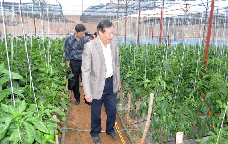 Ông Lê Huy Ngọ - Nguyên Bộ trưởng Bộ Nông nghiệp và Phát triển Nông thôn thăm mô hình sản xuất ớt ngọt theo quy trình VietGAP tại Đức Trọng).