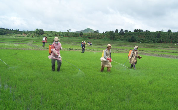 Lâm Hà hiện có 2.950ha lúa nước, để nâng cao năng suất lúa, công tác phòng chống dịch hại đang được thực hiện bài bản