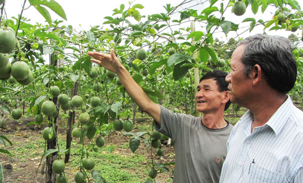  Chanh dây ở Bảo Lâm