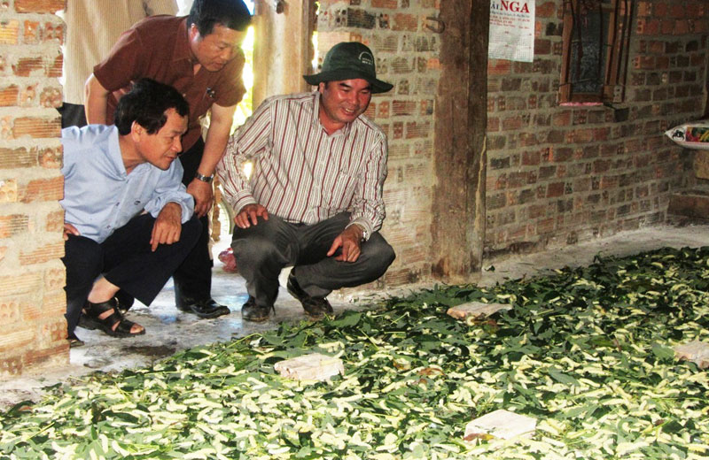 Đồng chí Phạm S kiểm tra mô hình nuôi tằm ăn lá sắn tại xã Đạ Lây