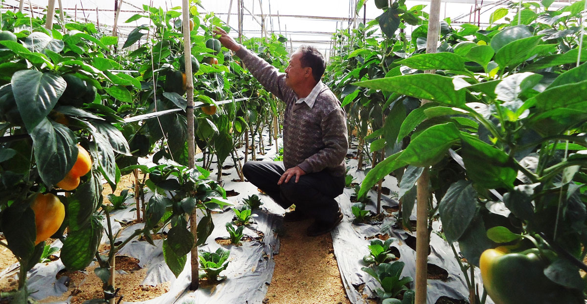 2.000m2 vườn ớt ngọt đầu xuân ở Đà Lạt thu bán 50 triệu đồng/tuần