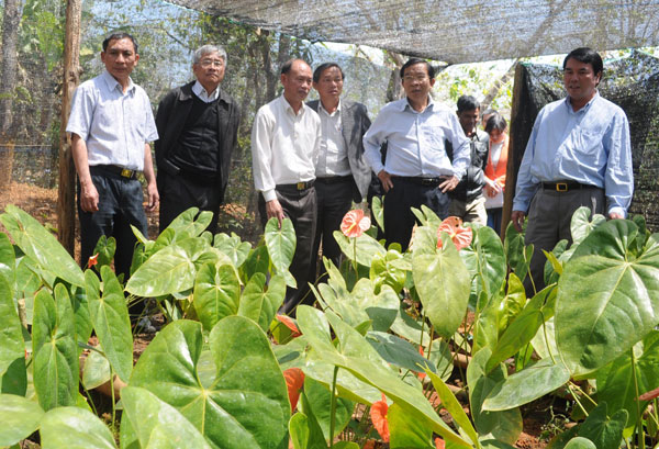 Lãnh đạo tỉnh thăm mô hình chuyển đổi cơ cấu cây trồng nâng cao thu nhập của người dân Đạ Nhim