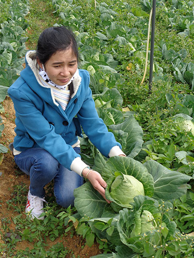 Tăng cường công nghệ nông nghiệp, các hộ DTTS ở Lạc Dương đã sản xuất thành thạo rau thương phẩm