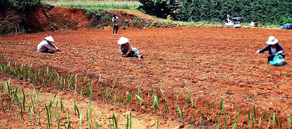 Nông dân Lâm Đồng đang sử dụng nhiều cách khác nhau để khử trùng an toàn cho đất