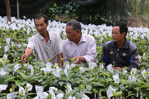 Hàng năm, ông Nguyễn Văn Dậu cung cấp từ 10.000 - 15.000 giống bơ đầu dòng BLD/034