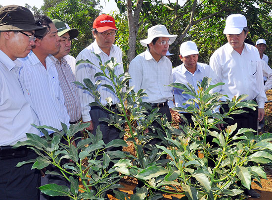 Ông Nguyễn Xuân Tiến, Ủy viên Trung ương Đảng, Bí thư Tỉnh ủy, Chủ tịch HĐND tỉnh, thăm vườn bơ Hass vừa ghép cành tại Trang trại của ông Nguyễn Đức Thống