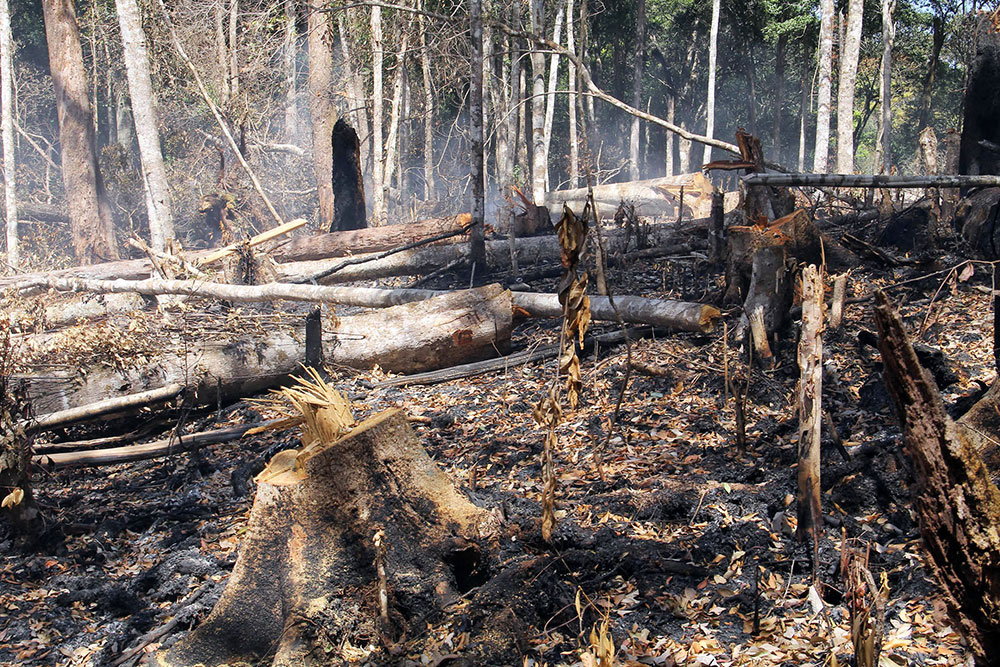Phá rừng lấy đất sản xuất là một trong những nguyên nhân lớn làm suy thoái tài nguyên rừng nhanh chóng