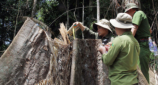Lực lượng CA và KL khám nghiệm hiện trường vụ phá rừng ở Lộc Bắc tháng 7/2016