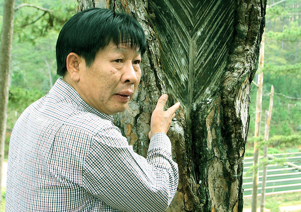 Ông Lê Văn Hương giải thích khoa học khai thác về nhựa thông tại Vườn trước đây