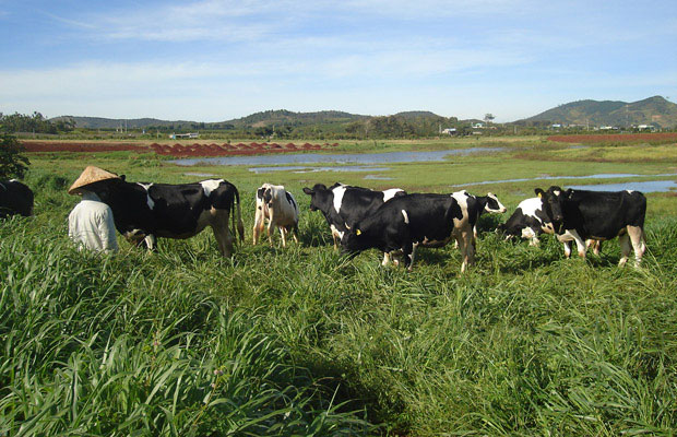 Toàn tỉnh có khoảng 2.610 ha chuyên phục vụ chăn nuôi bò sữa, bò thịt. Ảnh: D.QUỲNH