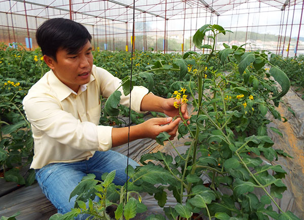 Nhà khoa học trẻ Cao Đình Dũng bên vườn thực nghiệm cà chua công nghệ cao. Ảnh: Q.Uyển