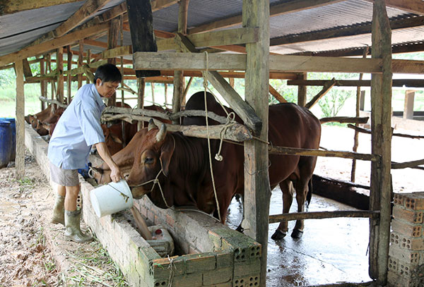 Mô hình chăn nuôi hộ gia đình hiệu quả từ nguồn vốn Agribank ở Đạ Huoai. Ảnh: L. Hoa