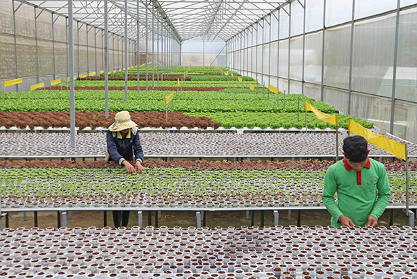 Một nhà kính trồng rau thuỷ canh theo công nghệ Thái Lan trong trang trại của gia đình anh Phan Tuấn Linh (Phường 5, thành phố Đà Lạt) cho thu nhập 60 triệu đồng/1.000m2/vụ