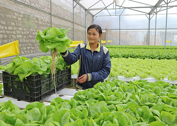 Một công nhân thu hoạch rau xà lách được trồng theo phương pháp thuỷ canh tại Đà Lạt sau 25 ngày gieo trồng. Mỗi năm mô hình rau thuỷ canh có thể cho thu hoạch 13 vụ