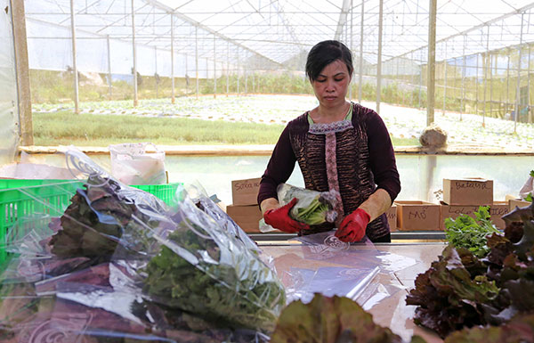 Nhân công tại nông trại Bạch Cúc (xã Lát, huyện Lạc Dương) đóng gói rau xà lách thuỷ canh tại nông trại trước khi đưa đi tiêu thụ
