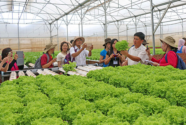 Chuyên gia và nông dân các nước ASEAN tham quan, học hỏi mô hình trồng rau thuỷ canh tại trang trại Phong Thuý (huyện Đức Trọng)