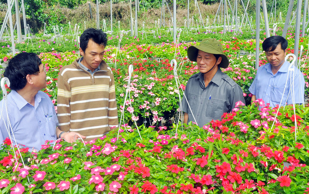 Phó Bí thư Thường trực Tỉnh ủy Trần Đức Quận đã có dịp đến thăm và ngợi khen trang trại hoa của anh Nguyễn Anh Duy. Ảnh: X.Long