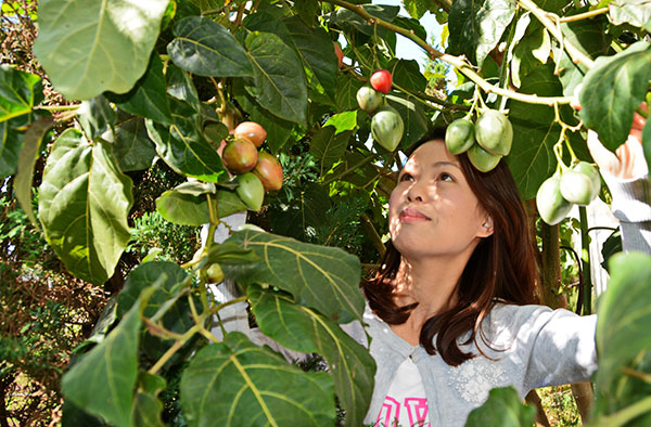 Chị Phạm Thị Xuân Thủy bên cây cà chua Tamarillo