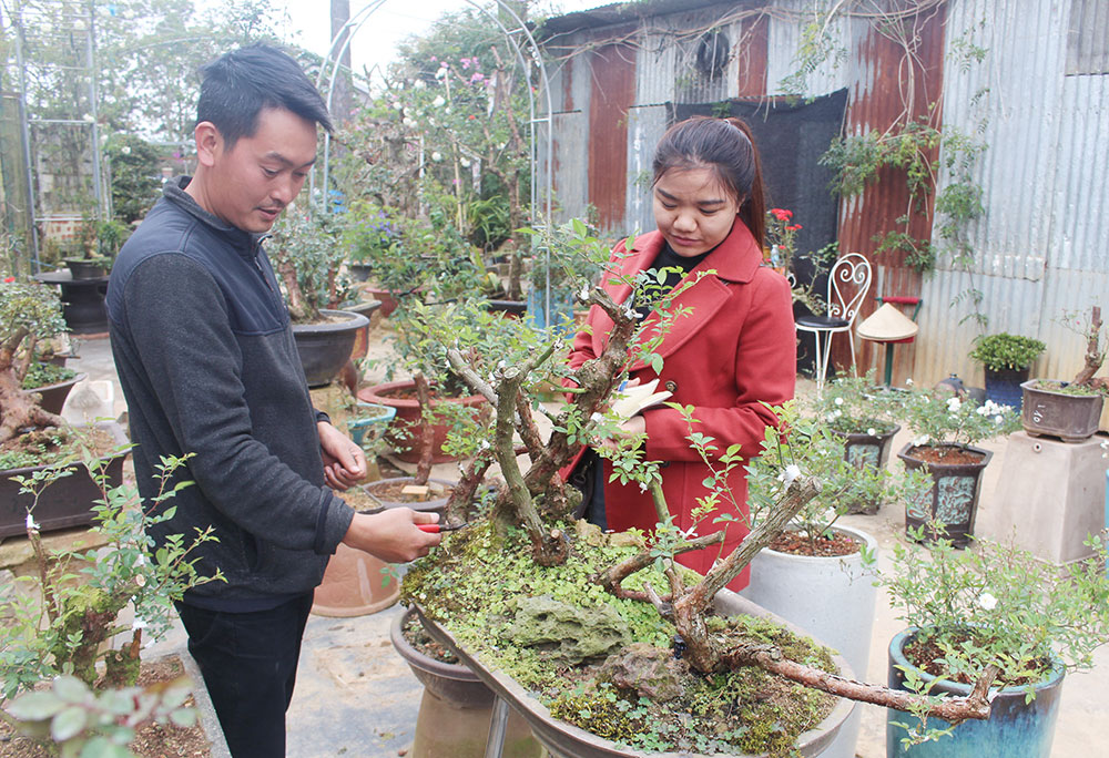 Anh Minh giới thiệu gốc hồng bonsai. Ảnh: N.Ngà
