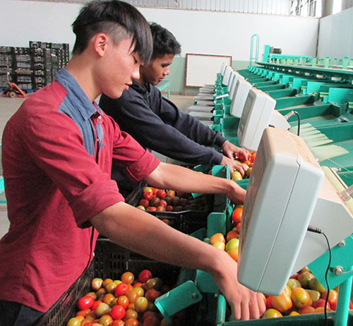 Vận hành công nghệ máy móc Nhật Bản, Doanh nghiệp Phong Thúy tăng công suất phân loại cà chua mỗi tháng từ 120 tấn tăng lên 200 tấn. Ảnh: V.Việt
