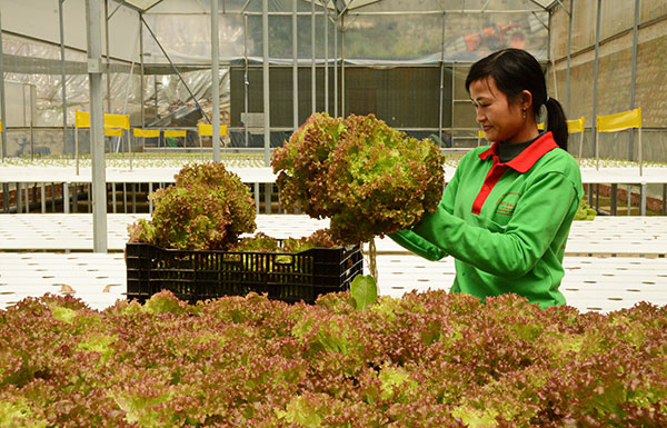 Nông nghiệp công nghệ cao ở Đà Lạt, Lâm Đồng. Ảnh: D.Thương
