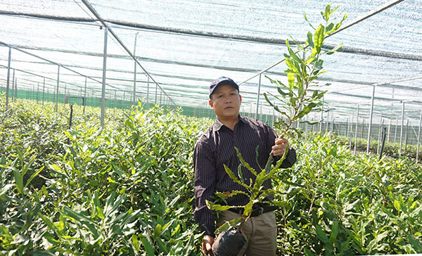 Công ty Him Lam chuẩn bị xuất vườn 500.000 cây giống mắc ca ghép ở xã Tu Tra, Đơn Dương. Ảnh: V.Việt 