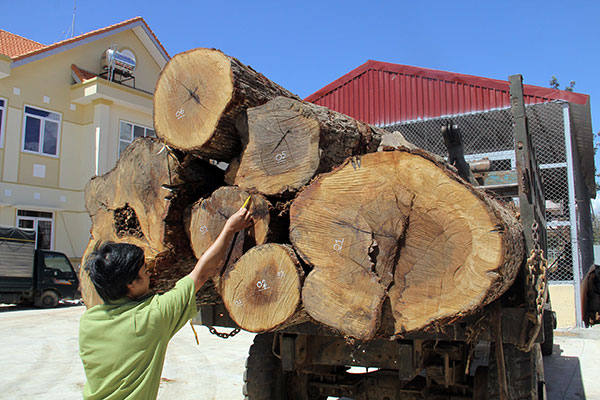 Công an và kiểm lâm huyện phối hợp phát hiện hơn 6 m3 gỗ không có nguồn gốc tại xã Ninh Loan. Ảnh: Đạo Phan