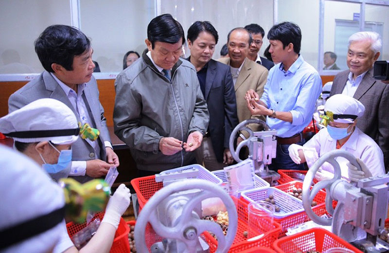 Nguyên Chủ tịch nước Trương Tấn Sang đã đến thăm, khen ngợi hiệu quả chế biến mắc ca theo dây chuyền khép kín của Công ty TNHH Việt Xanh. Ảnh: Văn Việt 