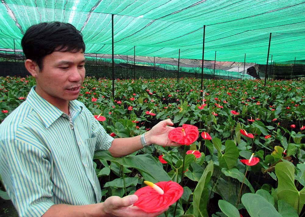 Diện tích nông nghiệp công nghệ cao Lâm Đồng 7 tháng đầu năm 2017 tăng thêm 1.640 ha. Ảnh: Văn Việt