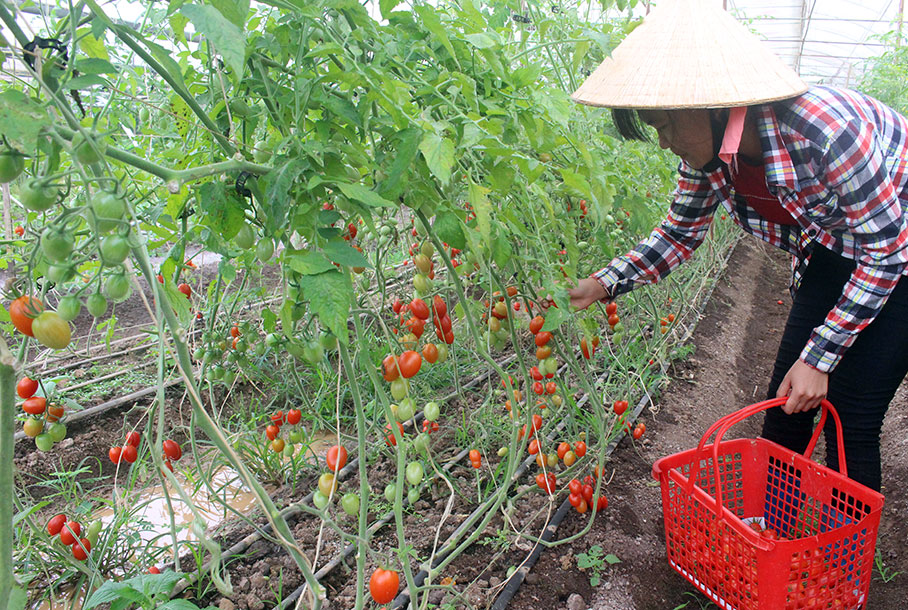 Sản phẩm cà chua bi sạch cung cấp cho người Nhật sử dụng. Ảnh: N.Thu