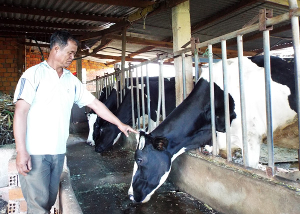 Nghiên cứu khoa học của Viện tạo ra con giống tốt cho năng suất, chất lượng cao, góp phần phát triển vùng bò sữa Lâm Đồng. Ảnh: T.A