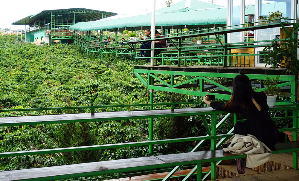 Không gian xanh ngát cà phê ở Mê Linh Coffee Garden. Ảnh: L.H