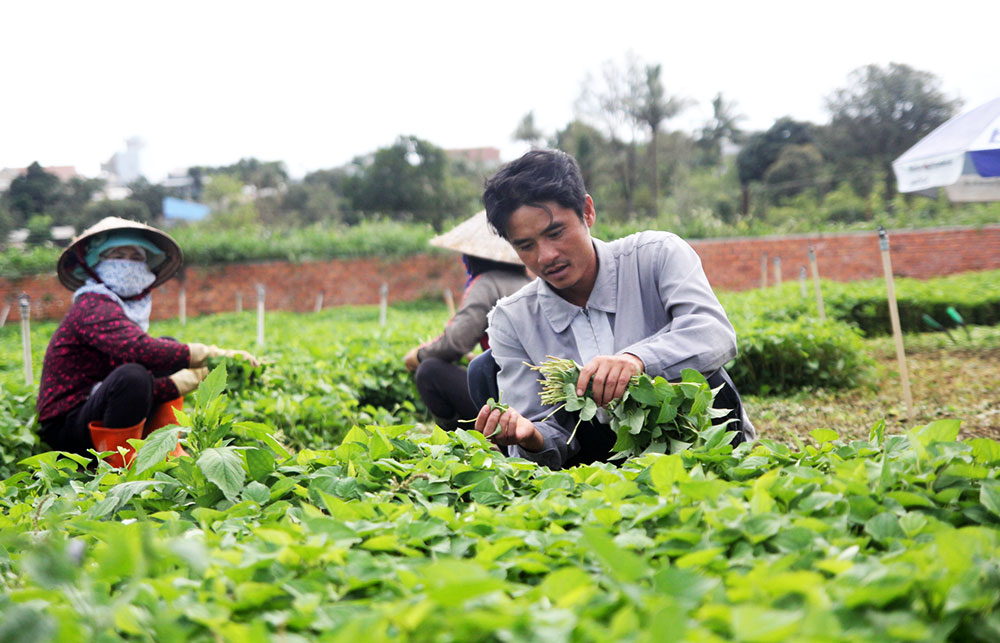 Hướng đi trồng rau thơm hữu cơ đem lại giá trị kinh tế cao và bền vững cho gia đình anh Lê Xuân Minh. Ảnh: P.Vân