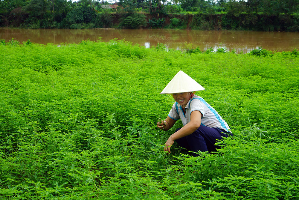 Vườn diệp hạ châu nhà chị Thiêm bên bờ sông Đồng Nai. Ảnh: L.Hoa
