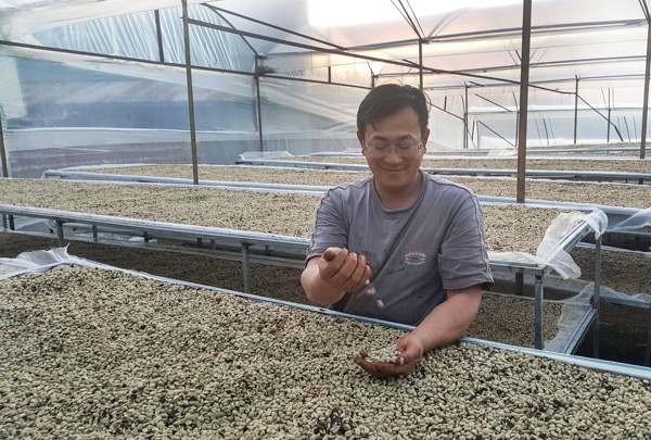 Phơi cà phê trong nhà kính theo tiêu chuẩn quốc tế ở cơ sở sản xuất Song Vũ, Xuân Trường