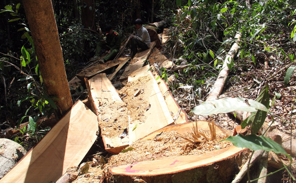 Vụ mất rừng ở huyện Bảo Lâm luôn luôn là bài học nhắc nhở về công tác QLBVR. Ảnh: M.Đ