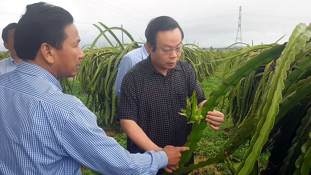 Tổng Giám đốc Trần Ngọc Nam (bên trái) cùng Phó Chủ tịch Quốc hội Phùng Quốc Hiển (bên phải) thăm vườn thanh long năng suất cao khi sử dụng phân bón hữu cơ Obi - Ong Biển tại tỉnh Bình Thuận. Ảnh: V.Việt