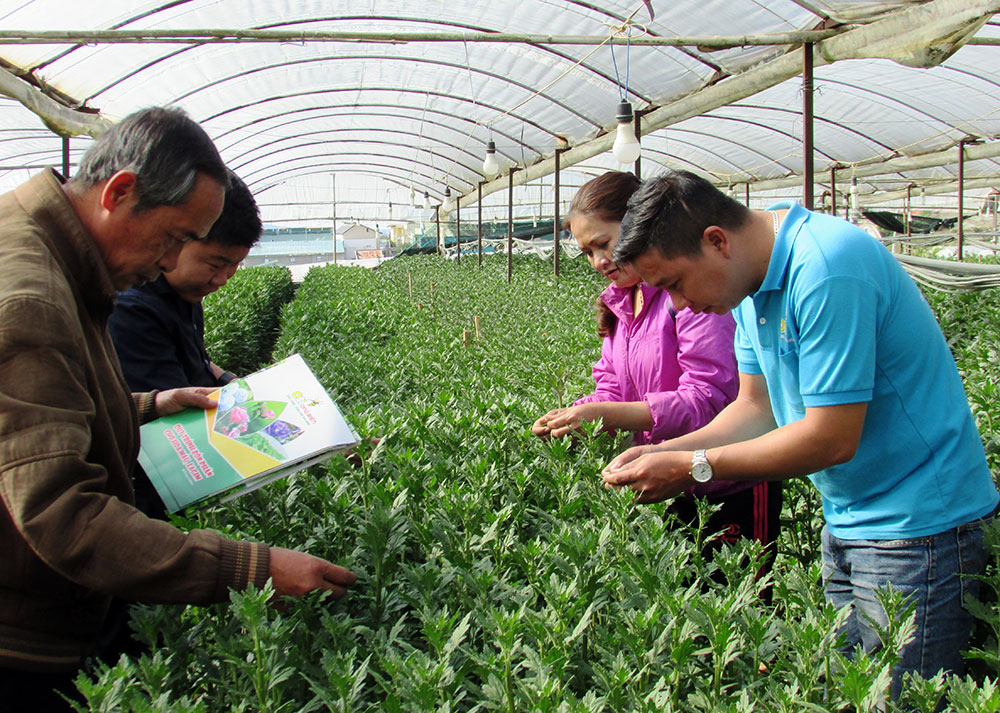 Hoa cúc Đà Lạt giảm tối đa thuốc bảo vệ thực vật khi sử dụng phân bón Obi - Ong Biển. Ảnh: V.Việt