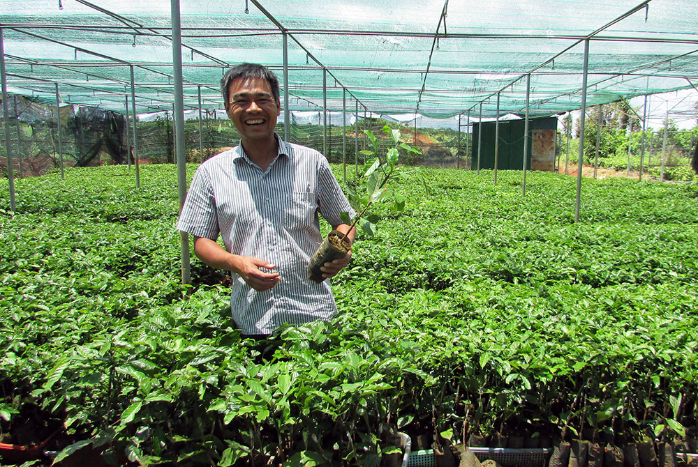 Chủ Vườn ươm Trường Sơn trong khu nhà lưới sản xuất cây giống ghép cà phê xanh lùn TS5. Ảnh: V.Việt