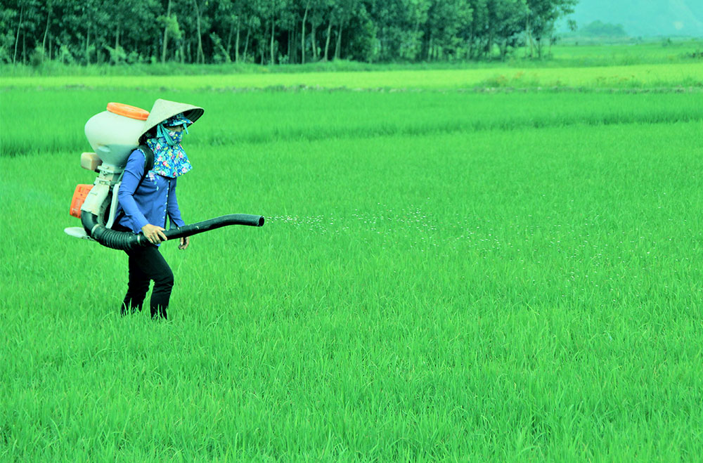 Chị Phạm Thị Oanh bón phân cho lúa bằng chiếc máy “3 trong 1”. Ảnh: K.P