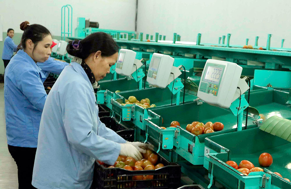 Nông sản được phân loại và sơ chế tại Công ty TNHH Phong Thúy. Ảnh: D.T