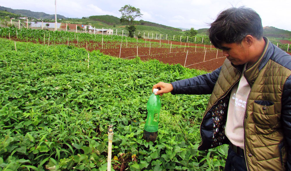 Trang trại Thiên Sinh ở Đơn Dương sản xuất rau theo hướng hữu cơ từ năm 2012 đến nay. Ảnh: V.Việt