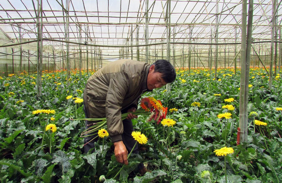 Hợp tác xã Nông nghiệp tổng hợp Vạn Thành từng bước mở rộng diện tích “hoa liên kết”, tăng thêm lợi nhuận thu từ 5% trở lên. Ảnh: V.Việt
