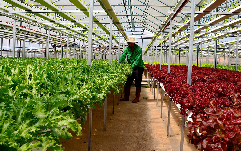 Nông nghiệp công nghệ cao Lâm Đồng dẫn đầu cả nước. Ảnh: V.Báu