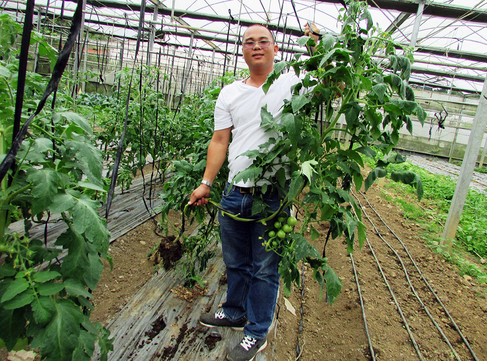 Nhổ bỏ, tiêu hủy những cây cà chua bị nhiễm bệnh héo rũ trong Trang trại Florama. Ảnh: V.Việt